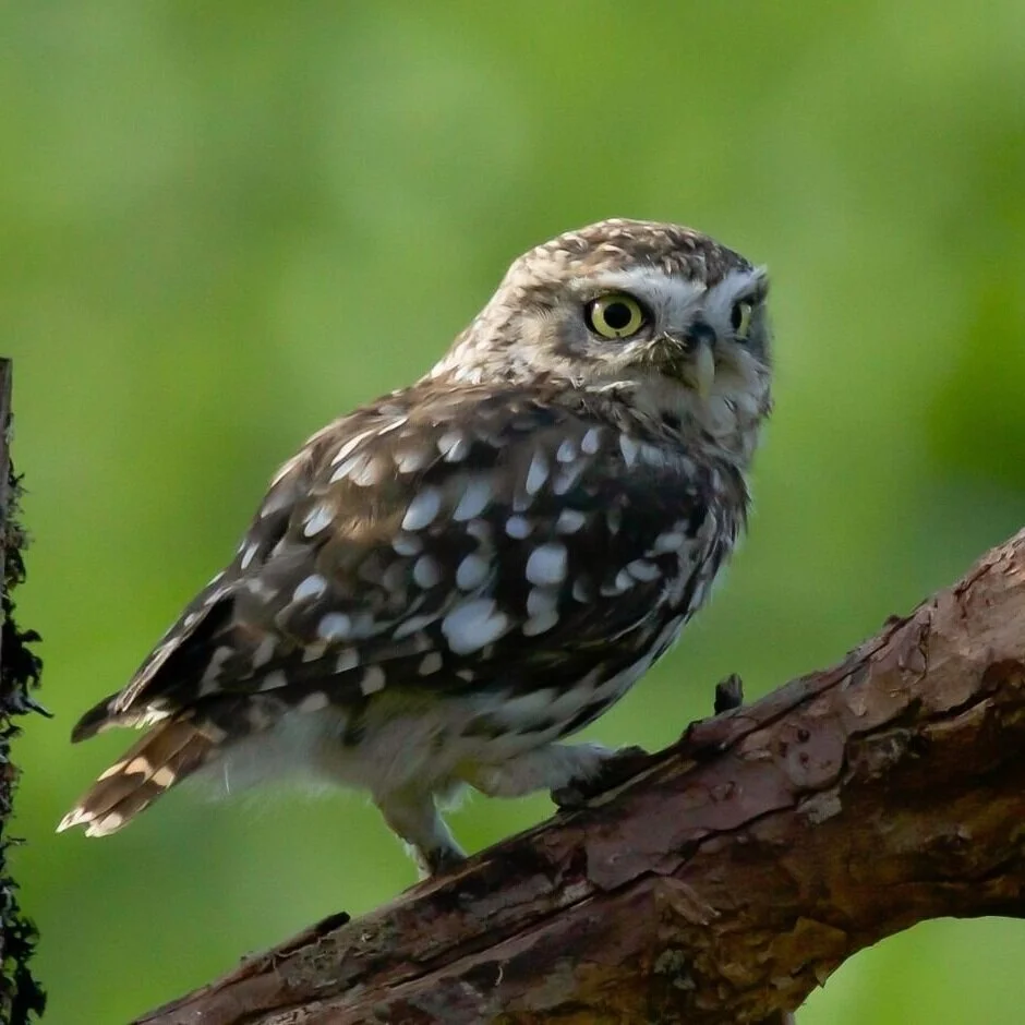 Little Owl | Kohab Bird Guide — Kohab
